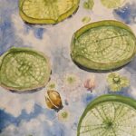 Clouds Reflecting on Lilies